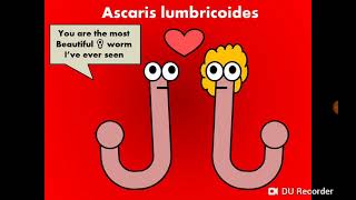 Ascaris lumbricides (Giant Intestinal Roundworm) ثعبان البطن الأسكاريس