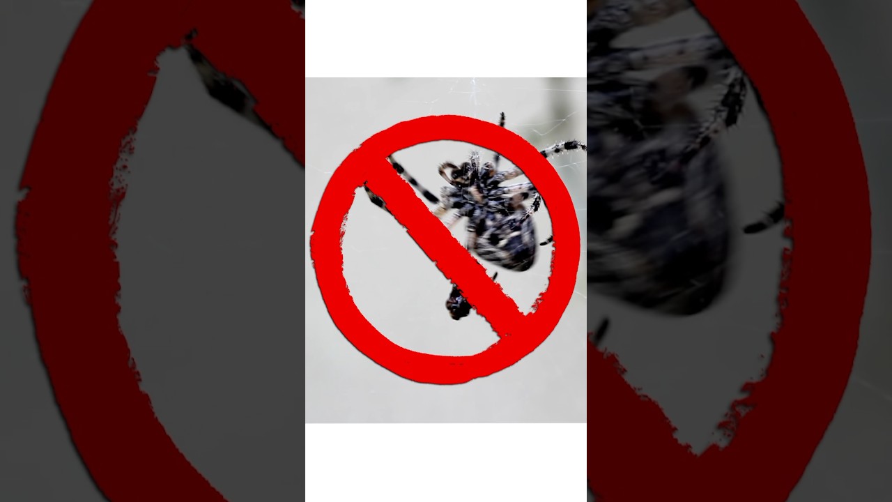 How to spray for spiders outdoors - Keep your home spider-free! 🕷️🚫 | DoMyOwn.com