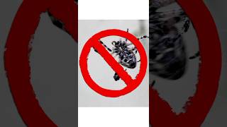 How to spray for spiders outdoors - Keep your home spider-free! 🕷️🚫 | DoMyOwn.com
