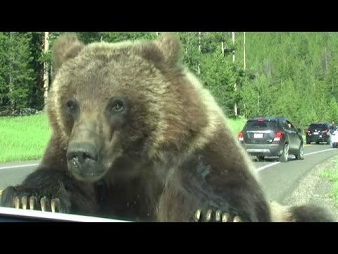 Video: Di mana beruang grizzly tinggal?