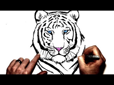 white tiger drawings