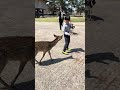 🦌奈良公園‼️鹿にパニック?!ハプニング発生!キックされた!? #小原正子 #小学生#家族旅行 #奈良
