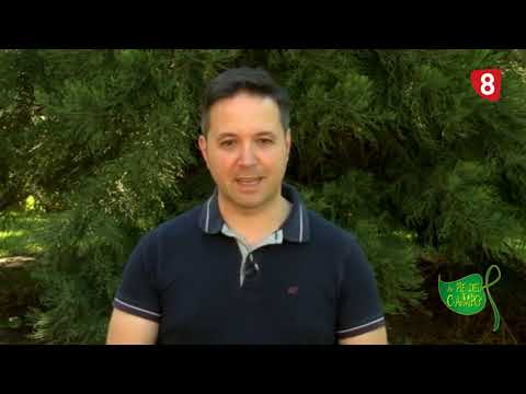 A PIE DEL CAMPO (1-6-19) tv kanalları