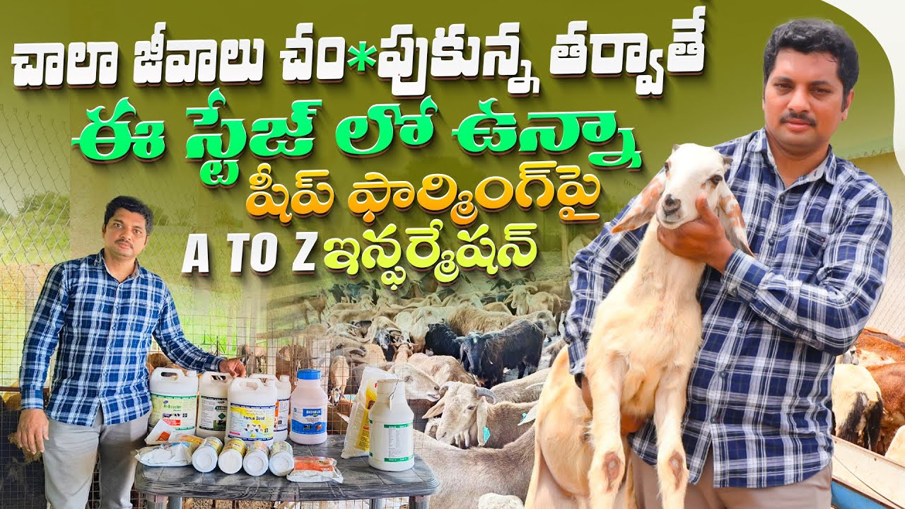 Sheep and Goat farm training | గొర్రెలు, మేక‌ల పెంప‌కంపై పూర్తి స‌మాచారం #sheepandgoatfarm
