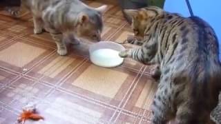 Two Cats Argue Over Milk - The Translation