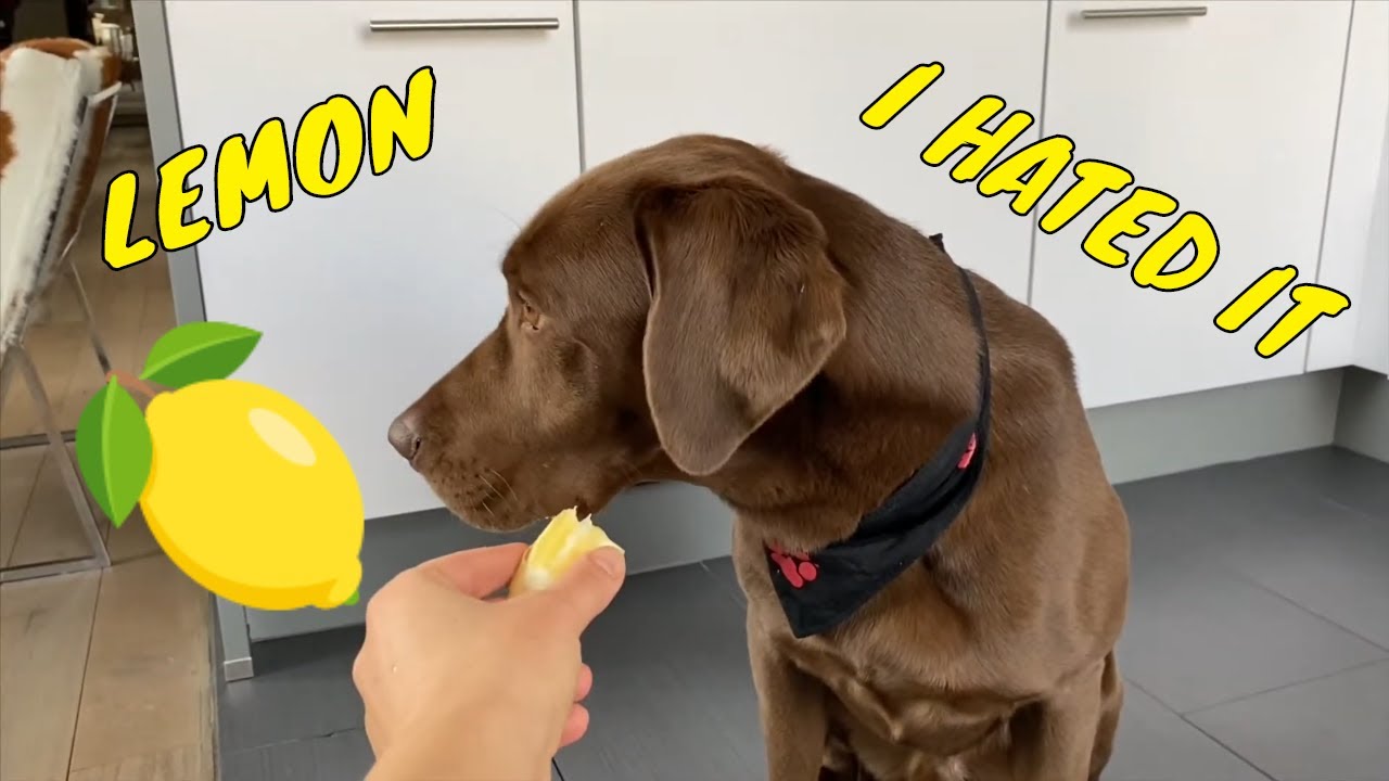 Dog Eating Lemon Labrador Retriever Food Review Funny Dog Video Chuck the Lab YouTube