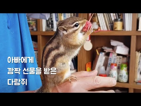 아빠한테 깜짝 선물을 받은 다람쥐