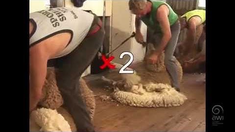AWI Wool Handling - Wool Preparation - Poor Work Practices