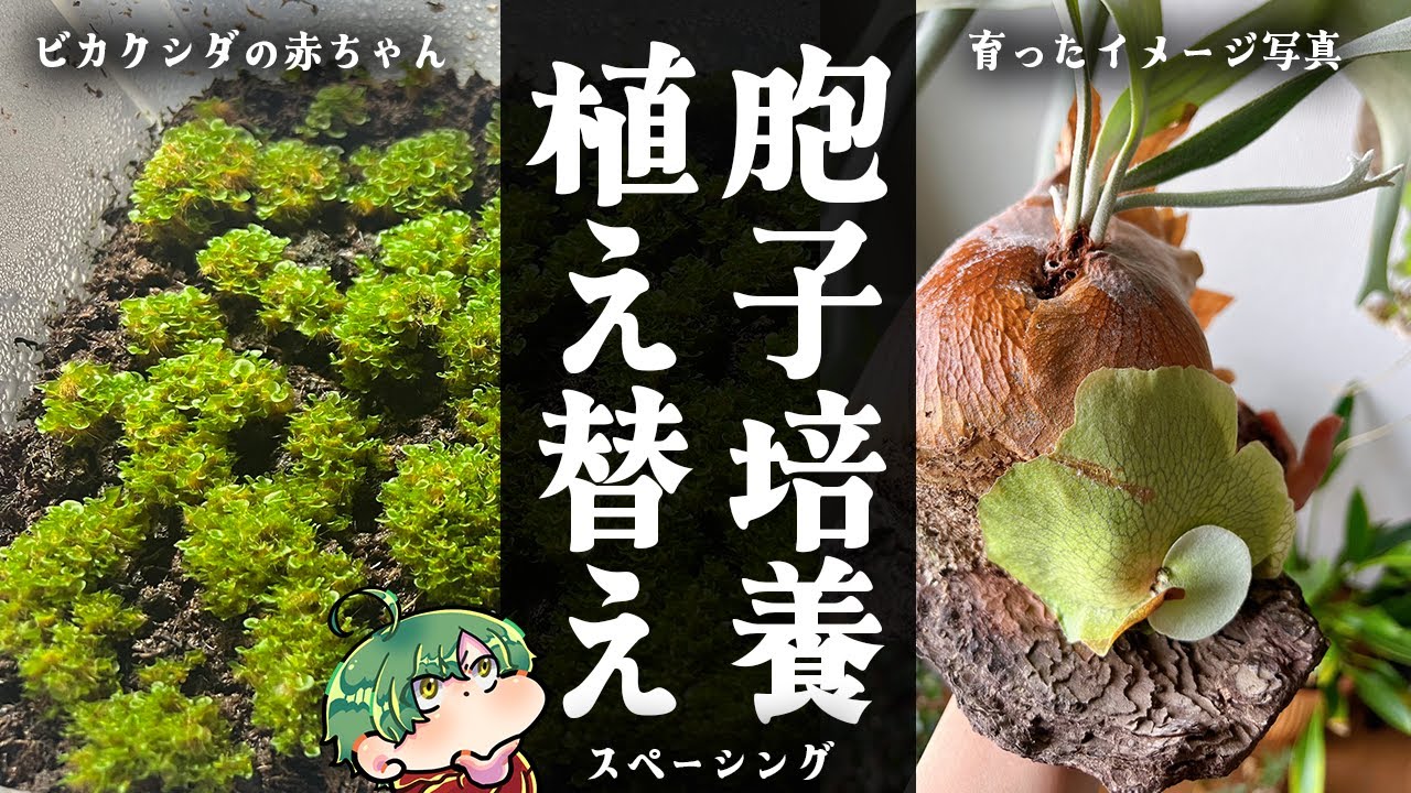 植物配信】手元カメラ有り／ビカクシダの胞子培養のスペーシング（植え