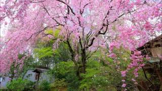 女の花が咲く 歌詞 天童よしみ ふりがな付 うたてん