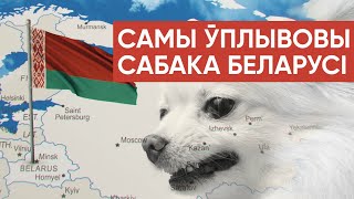 Как живёт Умка — любимейший питомец Лукашенко
