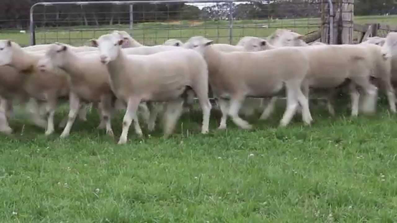 2015 White Suffolk Sale Rams - Gates Performance Genetics