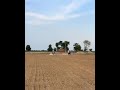 Nazabazi with Mubashar Tiwana#beautifulhorses #horse #pakistan#punjab #youtube#youtubeshorts