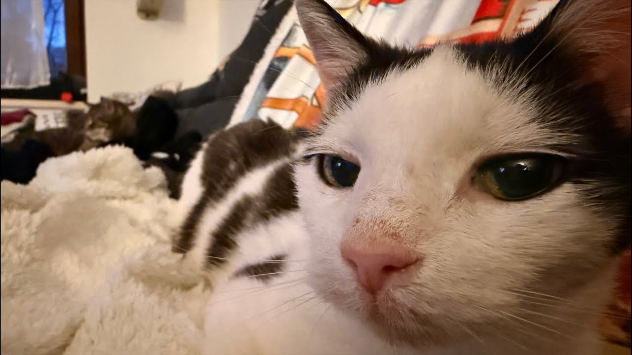 Ein Weihnachten mit den Knödeltieren - Geschenke?