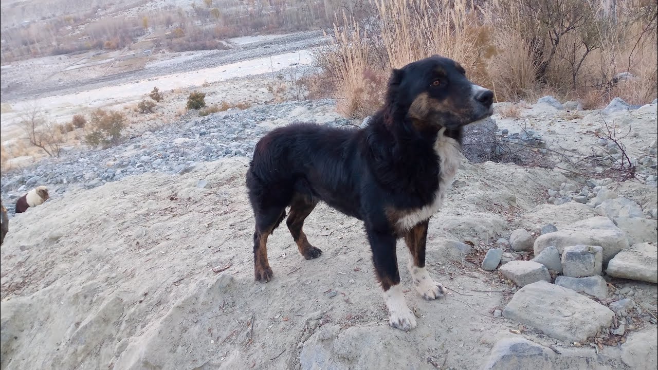 Afghan Kuchi vs Local dog Fight