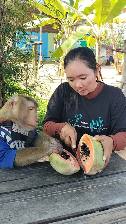 Download lagu Amazing SokYaa,OG, ToTo Animals Are So Awesome #shorts