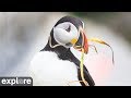 Audubon Puffin Burrow powered by EXPLORE.org Audubon Puffin Burrow powered by EXPLORE.org
