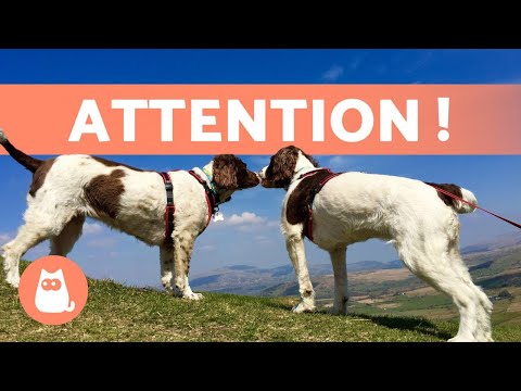 Vidéo: Comment savoir si vous êtes prêt pour un deuxième chien