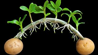 Few people know how to propagate orchids with just one potato