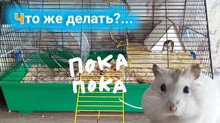 ЧТО ДЕЛАТЬ ЕСЛИ СБЕЖАЛ ХОМЯК?! | КАК ПОЙМАТЬ БЕГЛЕЦА? | хомуся life♡