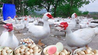 250 Days How To Fatten Free-Range Ducks So They Can Lay More Eggs