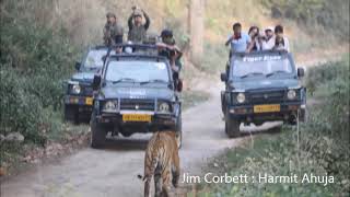 Jim Corbett Most Memorable Moments! Wild Animal&#39;s in Action #jimcorbettnationalpark #tiger #corbett