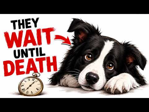 Your DOG Waits Their WHOLE LIFE For You to Do This Most Owners Never Do