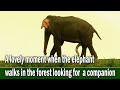 A lovely moment when the elephant walks in the forest looking for  a companion