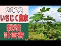 【保存版】2022　令和4年　いちじく栽培計画