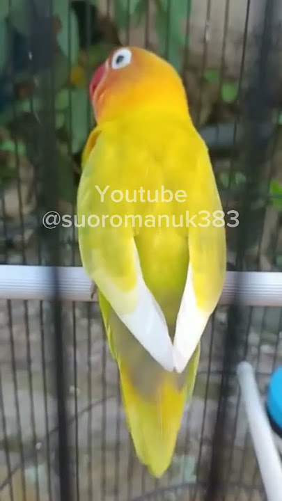 Pancingan ampuh untuk lovebird kurang birahi #fypviral #kicaumania #lovebirds #burung #lovebirdgacor