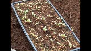 BEETS - TRANSPLANTING (OAG 2015)