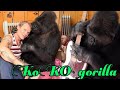Flea and Koko - Gorilla play fleabass