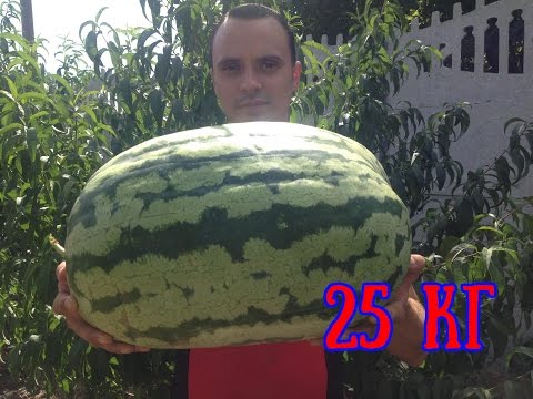 ВЫРАЩИВАНИЕ АРБУЗОВ.ОТ СЕМЕЧКИ ДО ЯГОДЫ В 25 КГ. КАРОЛИНА КРОСС - 180