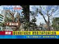 三立獨家｜修樹變砍樹? 北市多"斷頭式修剪"恐埋危機 防颱修樹變斷頭? 專家:中空腐朽恐增倒塌風險｜記者 周冠宇 陳心慈｜三立新聞LIVE