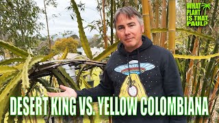 DESERT KING DRAGON FRUIT VS YELLOW COLOMBIANA DRAGON FRUIT