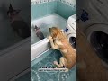 Дени купает Мэни 🙈