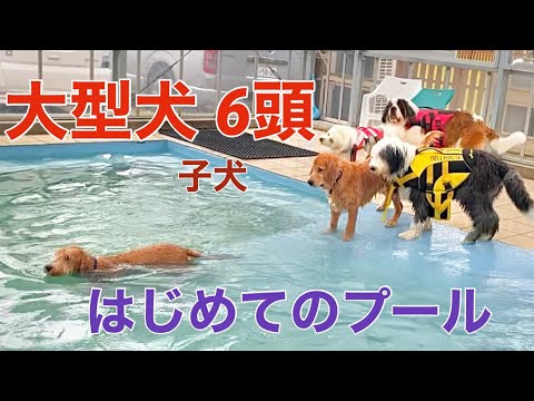 大型犬の子犬 6頭 はじめてのプール ⭐︎セントバーナード⭐︎ゴールデンドゥードル⭐︎サモエド✩オールドイングリッシュシープドッグ‪☆ゴールデンレトリバー✩バーニーズマウンテンドッグ✩大型犬カフェ