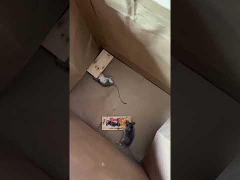 More Criiters-Pest Control