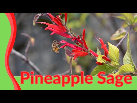 What Most People Don't Know About Pineapple Sage! (Salvia elegans)