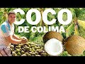 Production de noix de coco  colima    mexique