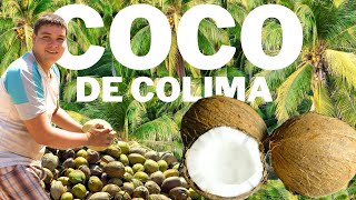 La Producción de Coco de Colima     México