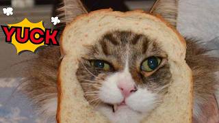 Celebrity The Funniest Angry Cat Moments Ever / Grumpy Cats 🐾 Profile