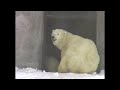 Белая медведица Пурга в раннем детстве...Ижевск...Polar bear Purga in early childhood...Izhevsk...