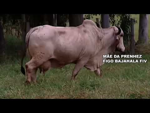 LOTE 07 BEIJA FIV FRAZZLED RANCHO 3 IRMÃOS 7709BT