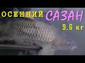 Ловля сазана. Моя рыбалка №5. Октябрь 2017 г.