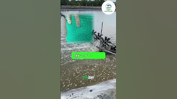 3 Cách Xử Lý Ao Tôm Bị Trứng Nước Hiệu Quả