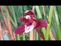 Весенние орхидейные радости!  Сексапил №5, Максиллярия.. и многое другое! ;))