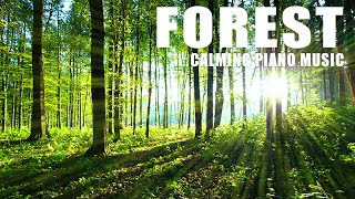 RELAXING ZEN SOUNDSCAPE MUSIC WITH SCENIC AMAZON FOREST BACKGROUND | STRESS RELIEF, MEDITATION
