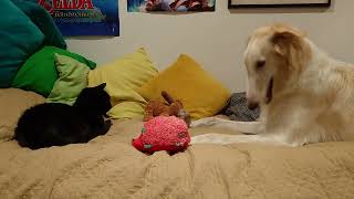 Young borzoi showing his toys to old cat