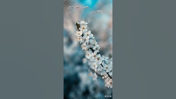 سورة الضحى ﷽﴿والضحى والليل إذا سجى﴾ #تصاميم_لولو #قرآن #ماهر_المعيقلي 🤍🌼.